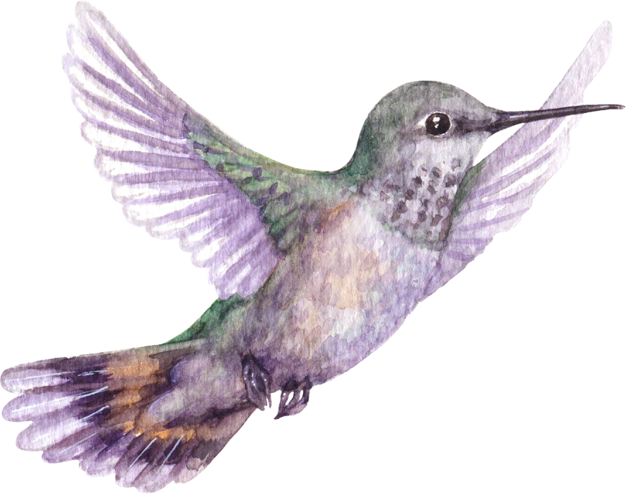 Watercolor Hummingbird Flying